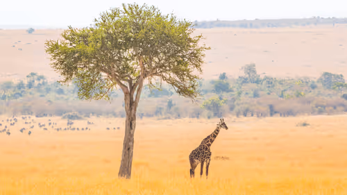 Emma Samuel Charity Editions