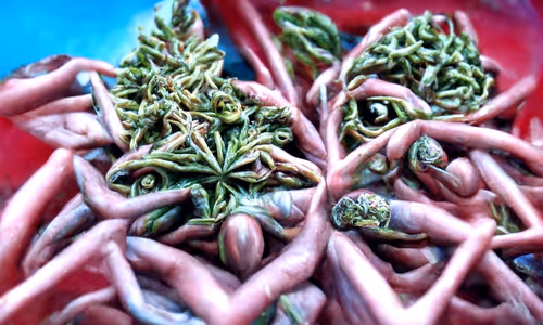 Item #61159288047286675960742925336613339324433115807602883451618321439875330473985 Media