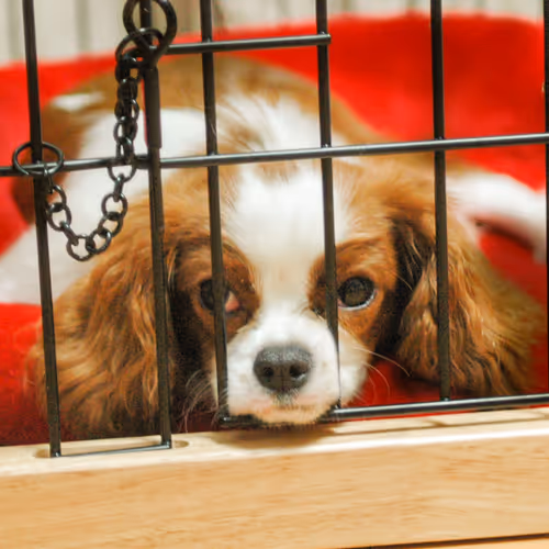 Item #52268251609148313723694636350380869011371331496130941392669189974332241084417 Media