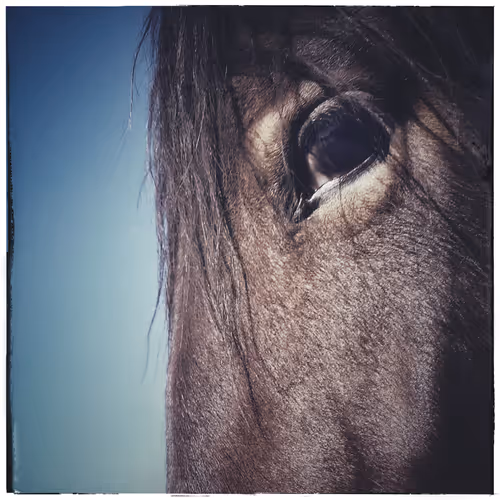 Item #115063816418514951154258762127288984100481774672699272562835740870338410446849 Media