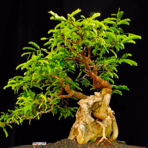 Crypto Tree
