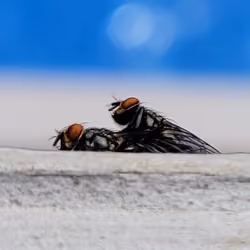 Fly Pool Sex