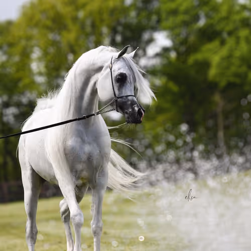 Arabian Horse 