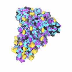 SARS-CoV-2 spike glycoprotein Olympia