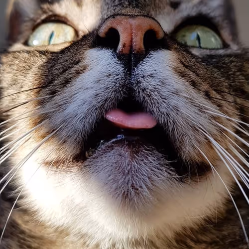 Heinrich the Cat #002 - Sweet nose and tongue outsite 