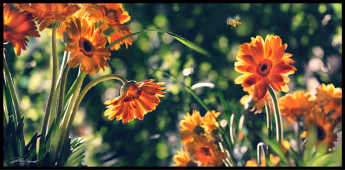 Item #112280900407348234598530071602106356031440772635574246505740645933662190174209 Media