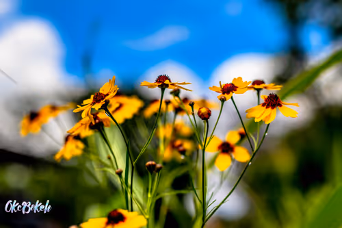 Item #30985419060957023672606833204645685316652492575224970316942919778733169573889 Media