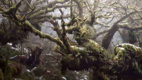 Item #72639390708267126639436568569652760193401123475841185469851730252155725021185 Media