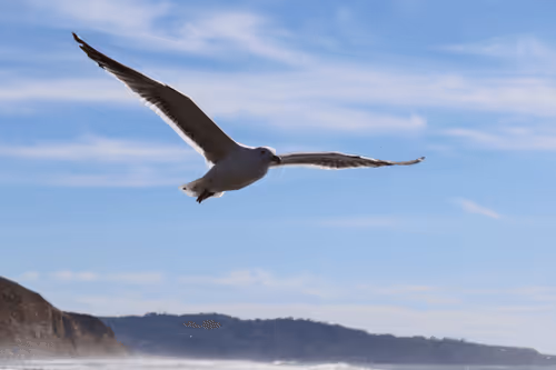 Connected Creatures - Wildlife Photography