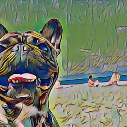#09 Tigrão - French Bulldog 1/1