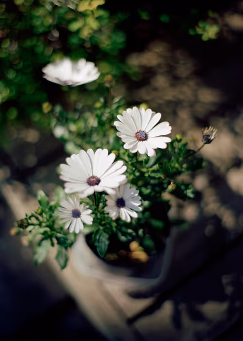 Item #40373317050711425247469650801414291814873708363941577310012555814256781557761 Media