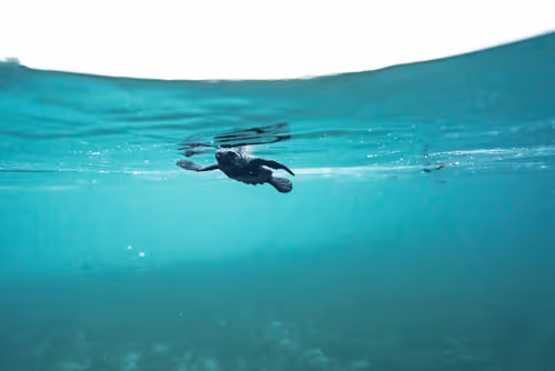 Item #99926930229538675438917090631619995362212113699001151744757174458433641906276 Media