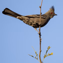 Female Phainopepla