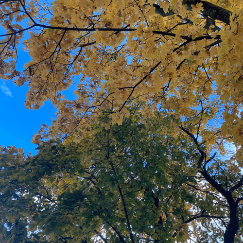 stardust405 Collection