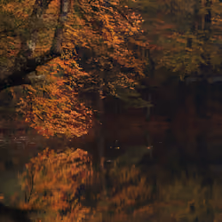 Dark Morning By Lake