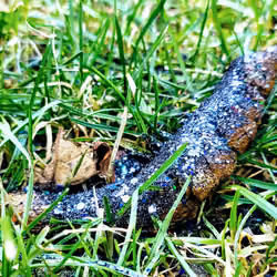 Majestic Shit