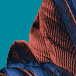 feather texture background #32
