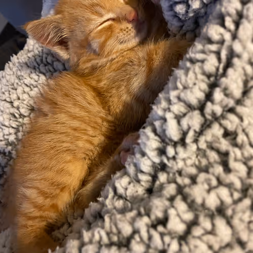 Pepitathekitten
