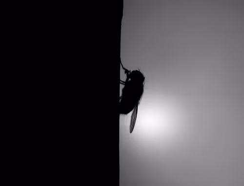 Item #83078762740139376938718327427233199779928808493802448471748731825252139532289 Media