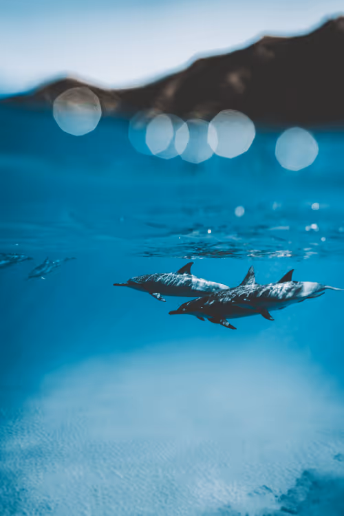 Item #78064220502355505726869985793984720926867023015257308531581829156003435773953 Media