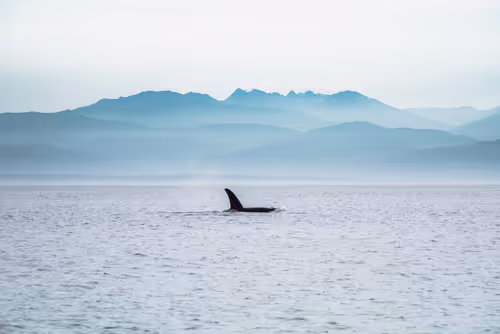 Item #36176467897380328031202598429457244897773956397041949231914939982335684116481 Media