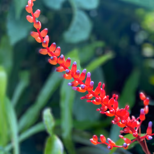 a flower