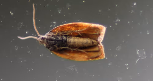 Item #51124555051901614330264480006545612592022390906904121289505624532721910939649 Media