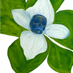 Bunchberry Benjamim