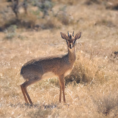 Hoofs n Horns #3 - Dik-dik