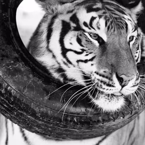 LUVELLI Charity Collection