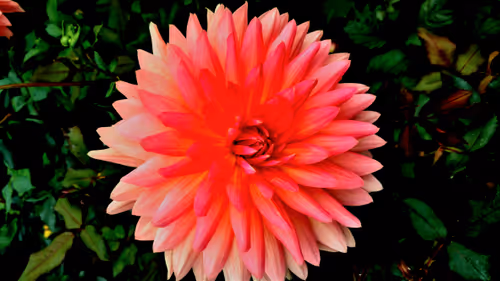 Item #28560886462937506344379963209422319679124542535278029527763573368031725748234 Media