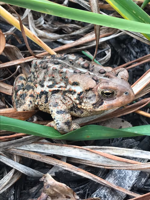 Item #70735334067996821076493742367633773533589039504059781122591512076593324359681 Media