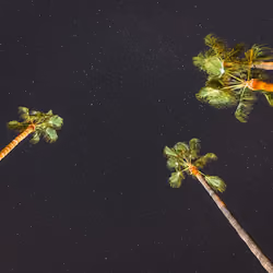 Palms