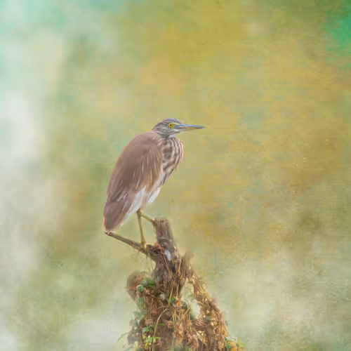 #22 Pond Heron