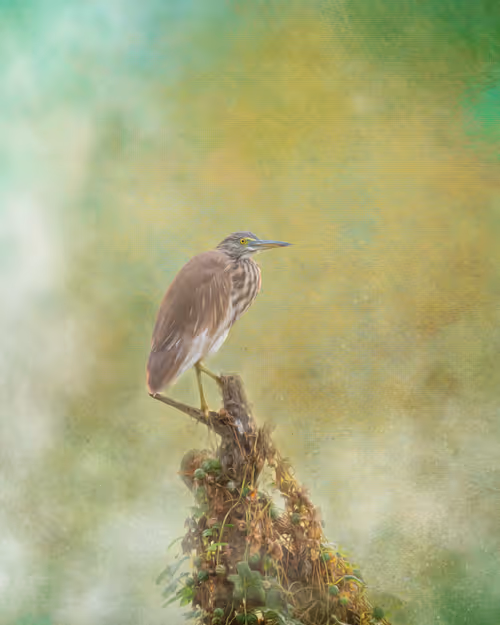 Item #20879904977050231781978559907445915739532146362246903749837269841340612476929 Media