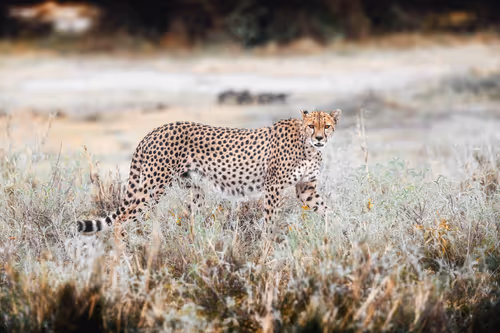 Item #46146454175190830687847236221543248864679735900060228179798027766004858224641 Media