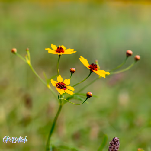 Item #30985419060957023672606833204645685316652492575224970316942919777633657946113 Media