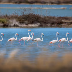 Flamingos