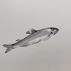 #sweetfish2022