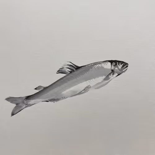 #sweetfish2022