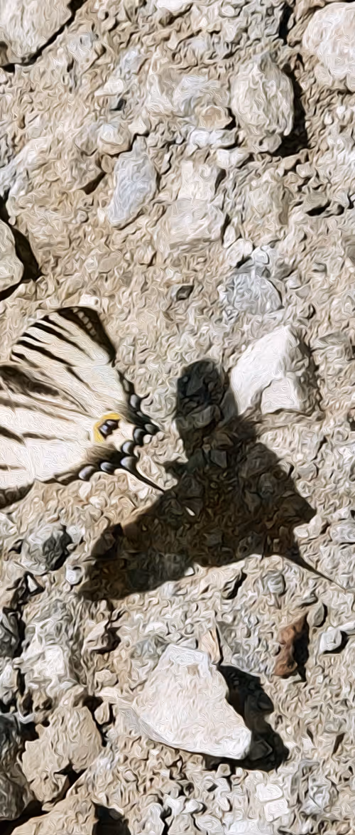 Item #52976950402654845118346719408738568385707735523303187800578383946601736437761 Media