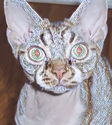 The Bestest Cat 11