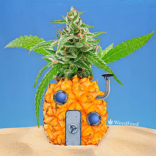 Weed Feed