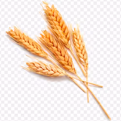 Einkorn Wheat