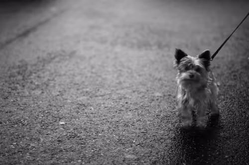 Item #84959981716225864493476618462304724133826851655422953024680602885882027966465 Media