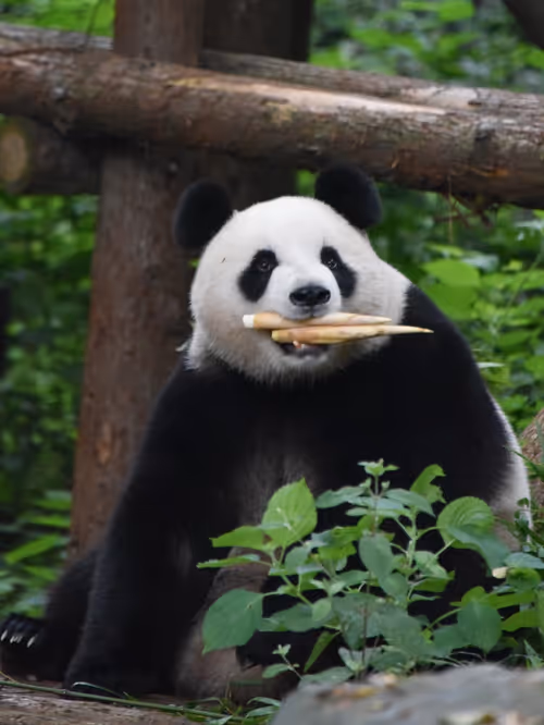 Item #114897420147735578996875144627115122561638223557948297077066948210223784919041 Media