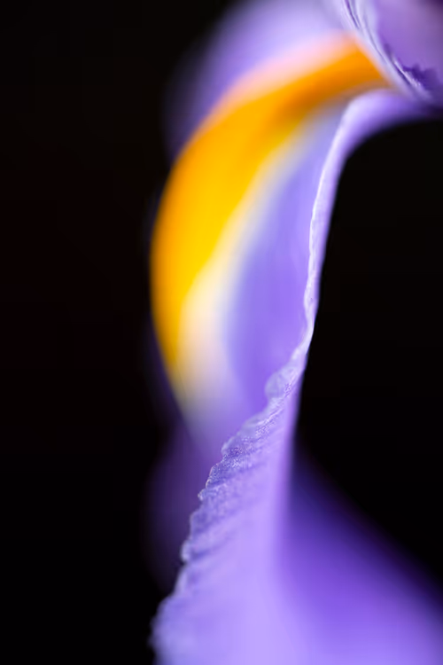 Item #24632583837492670092599633934589483131746797002802219579488358140436520370177 Media