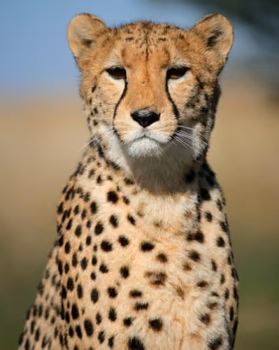 Leopard on Nature v.2