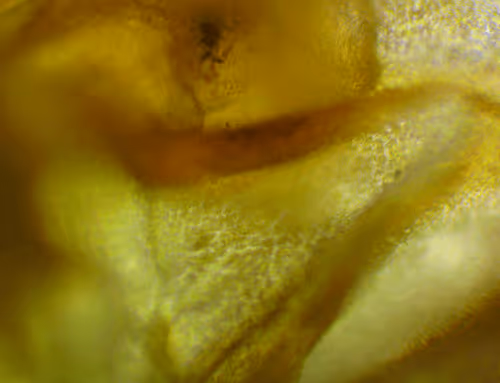 Item #71646257518770613568983710813551014237803002136866425209291833684345959219201 Media