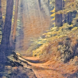 Mellow forest 